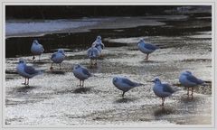 " Les mouettes aux pattes gelées "