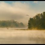 Les mouettes