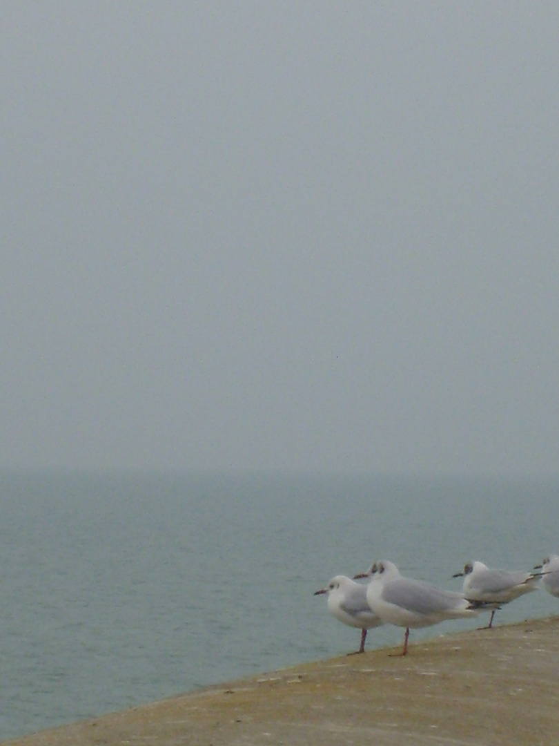 Les mOuettes