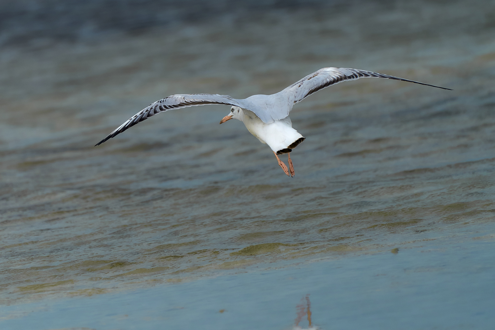 Les mouettes 