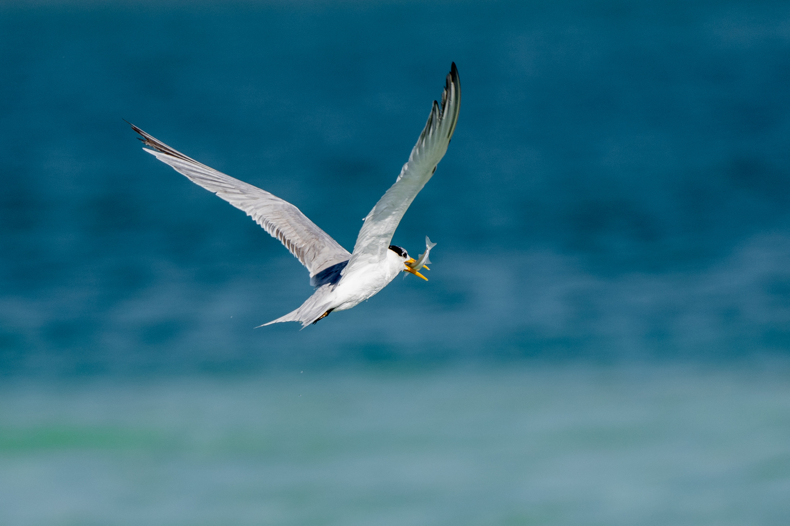 Les Mouettes 