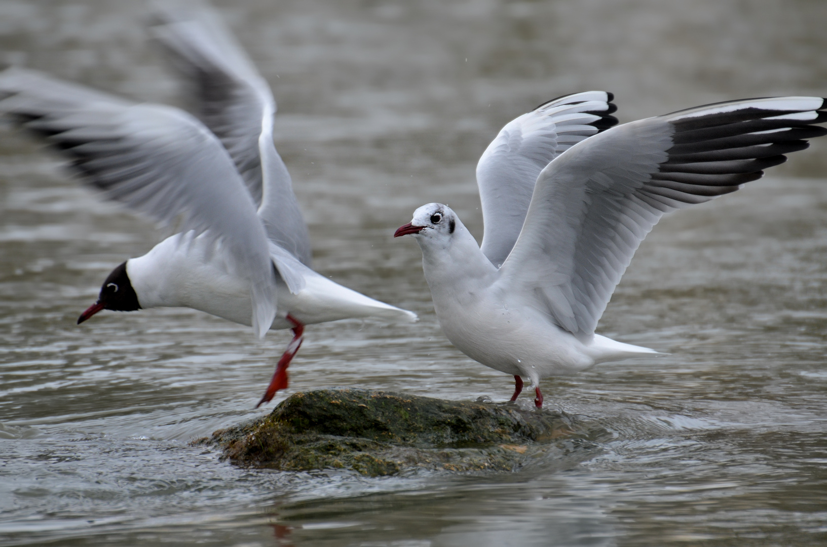 Les mouettes