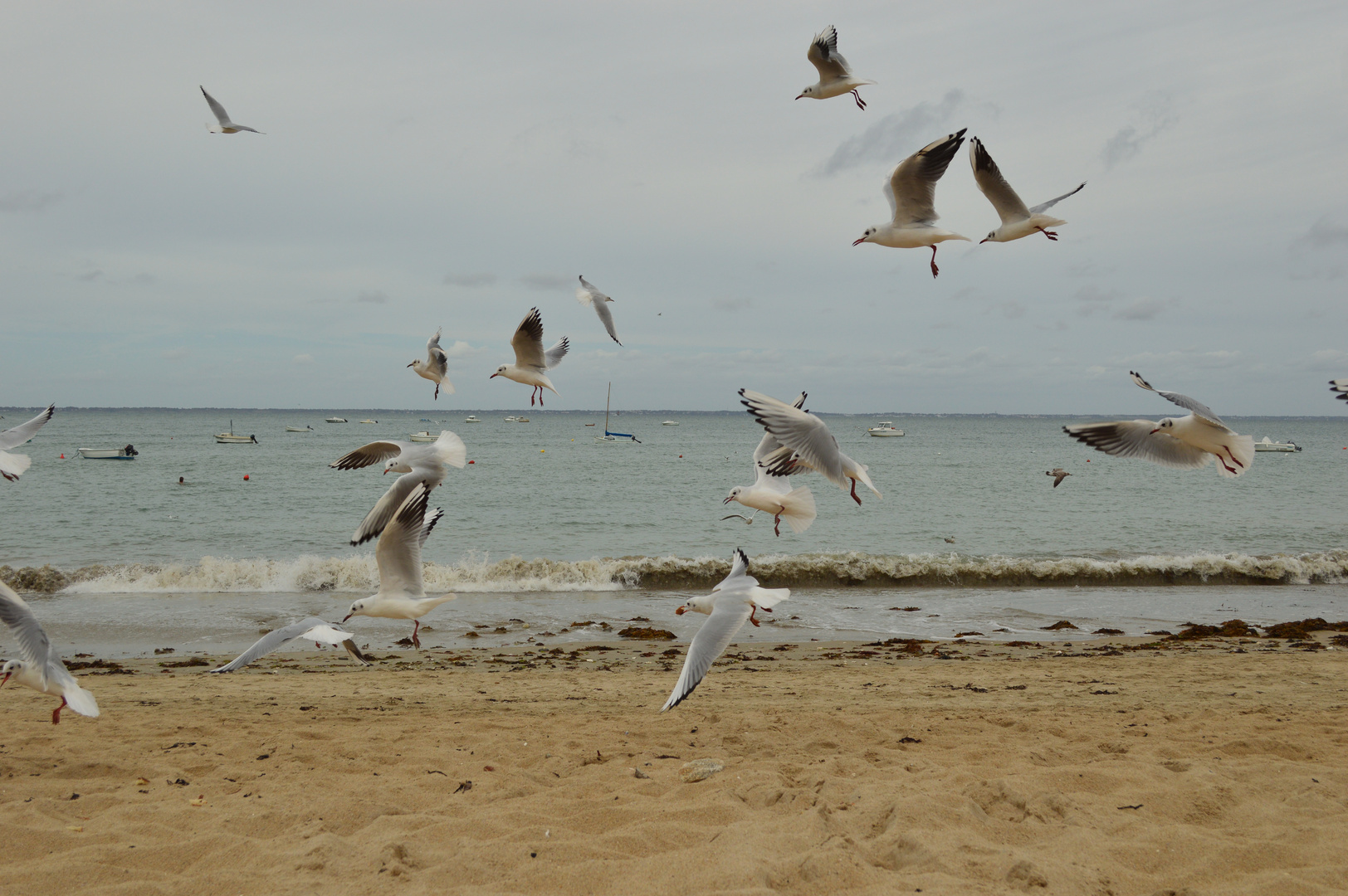 Les mouettes