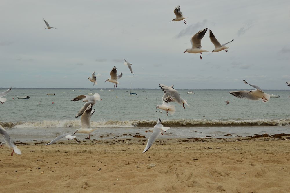 Les mouettes