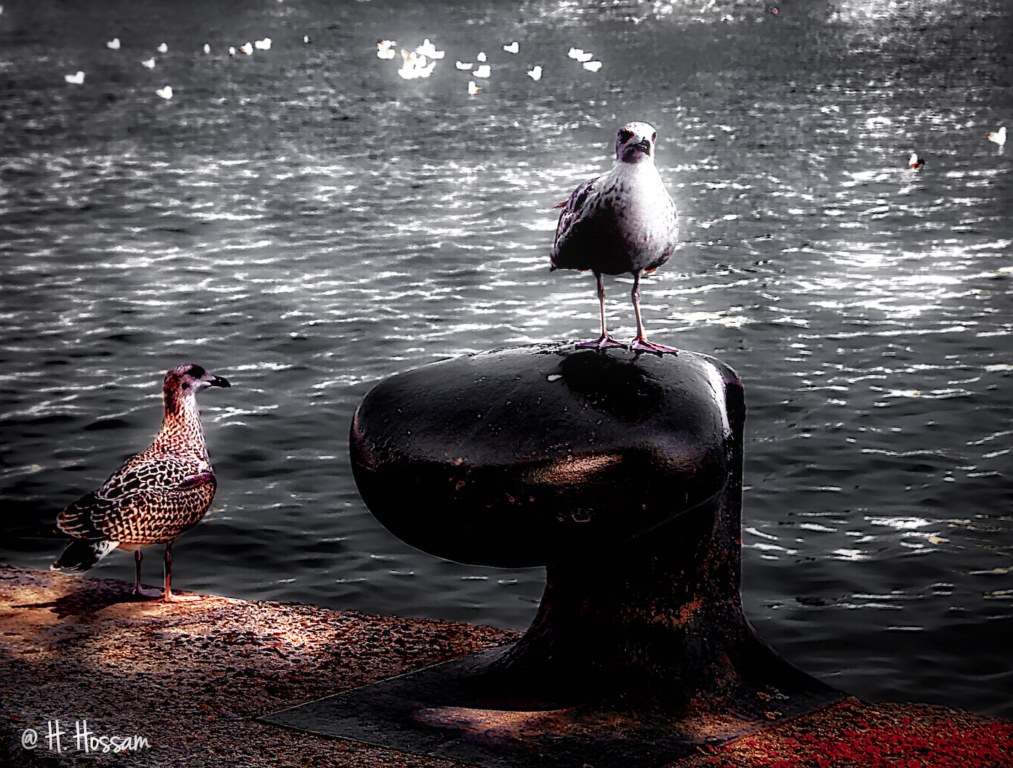 Les mouettes de Barcelone 