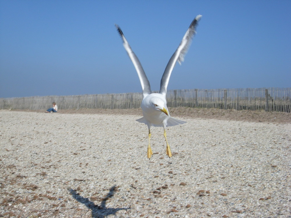 les mouettes de l almanarre