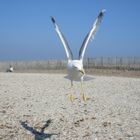 les mouettes de l almanarre