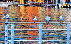 Les mouettes de Portofino