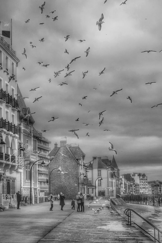 Les mouettes de Saint Malo