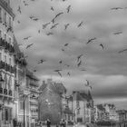 Les mouettes de Saint Malo