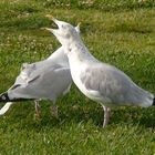 Les Mouettes de St Malo