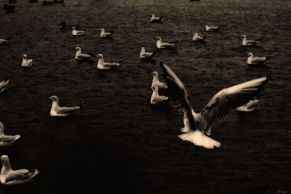 Les mouettes des Tuileries