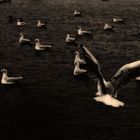 Les mouettes des Tuileries