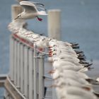 les mouettes du lac léman 2