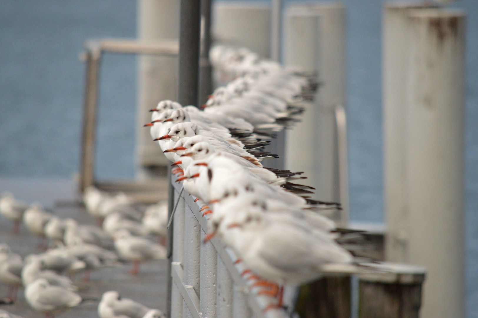 les mouettes du lac léman