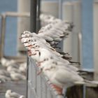 les mouettes du lac léman