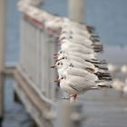 les mouettes du léman 3