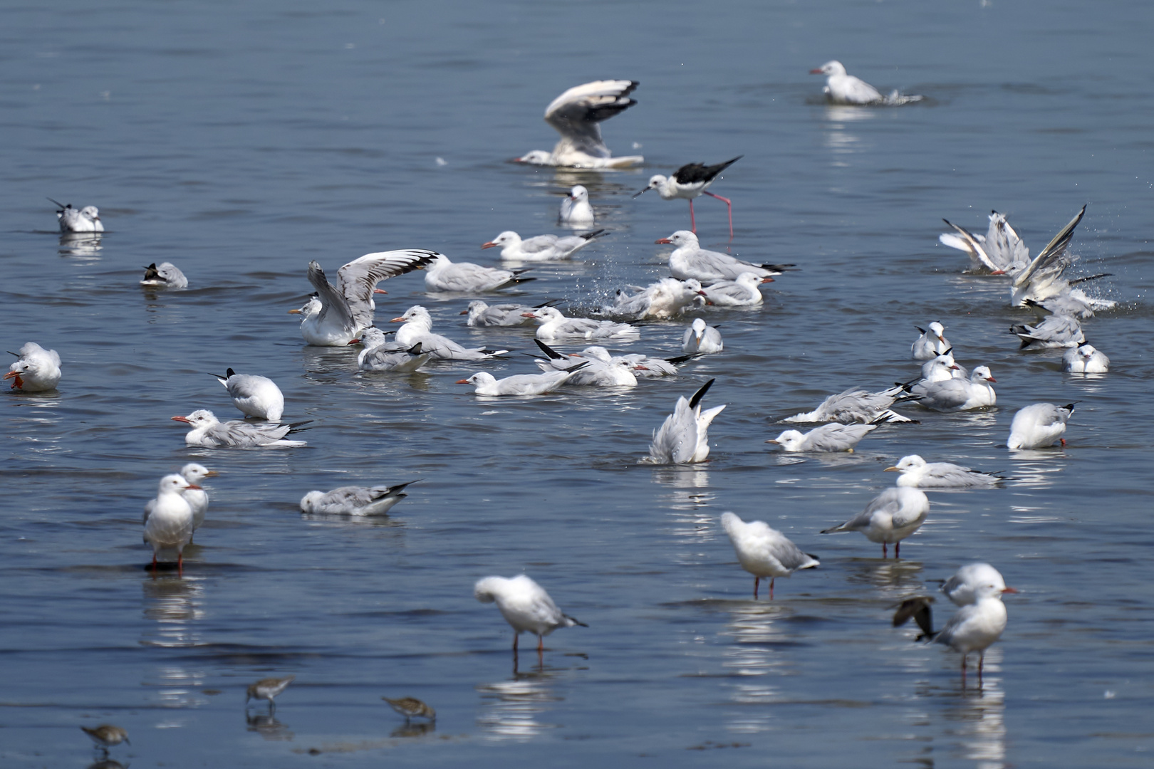 Les mouettes 