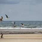 les mouettes en balade !