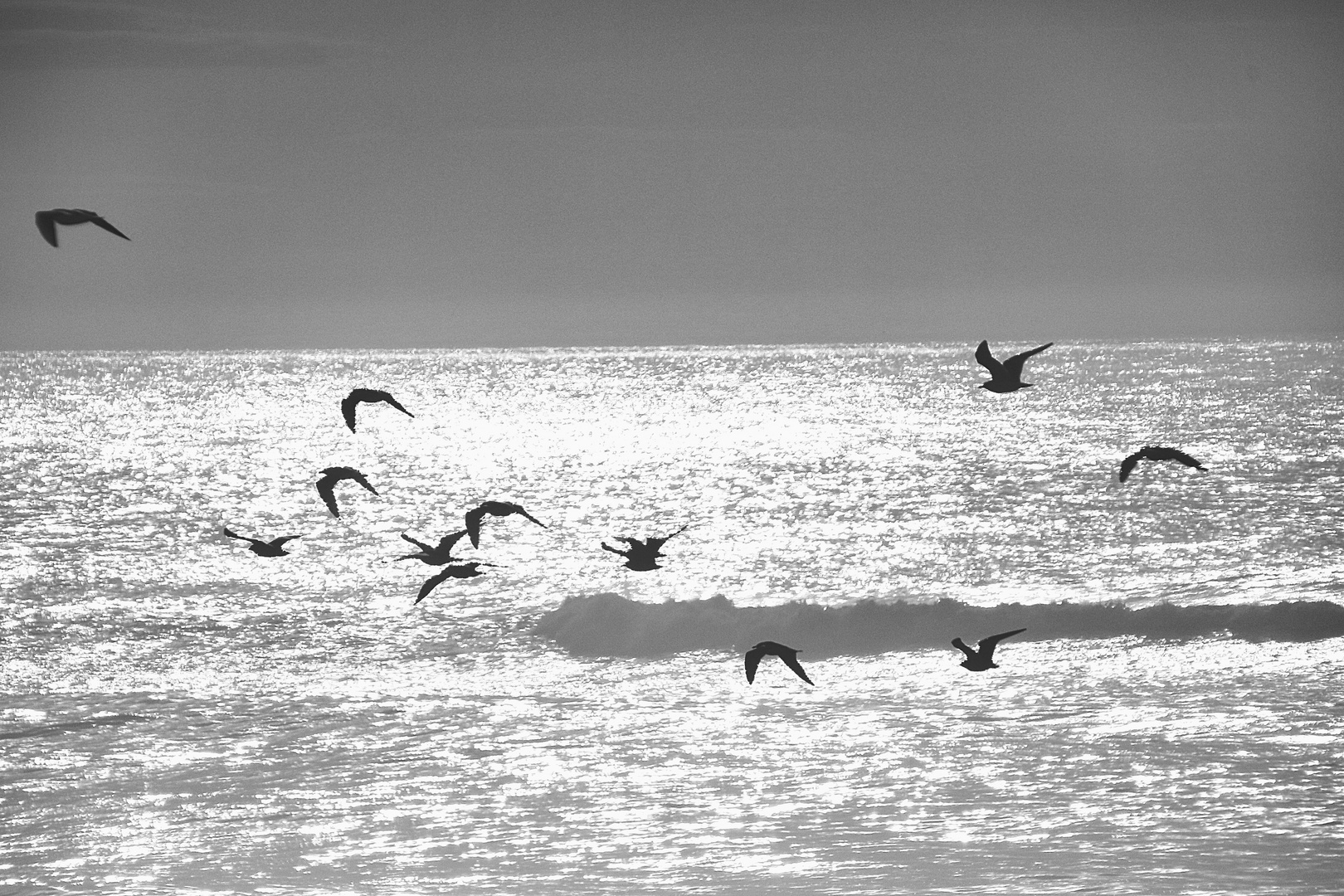 les mouettes en balade !