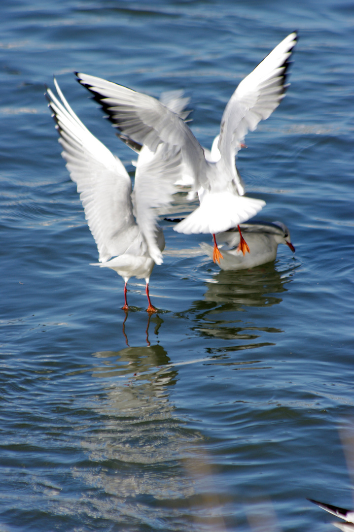 les mouettes