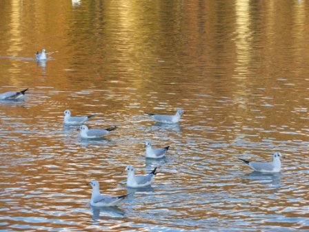 Les mouettes