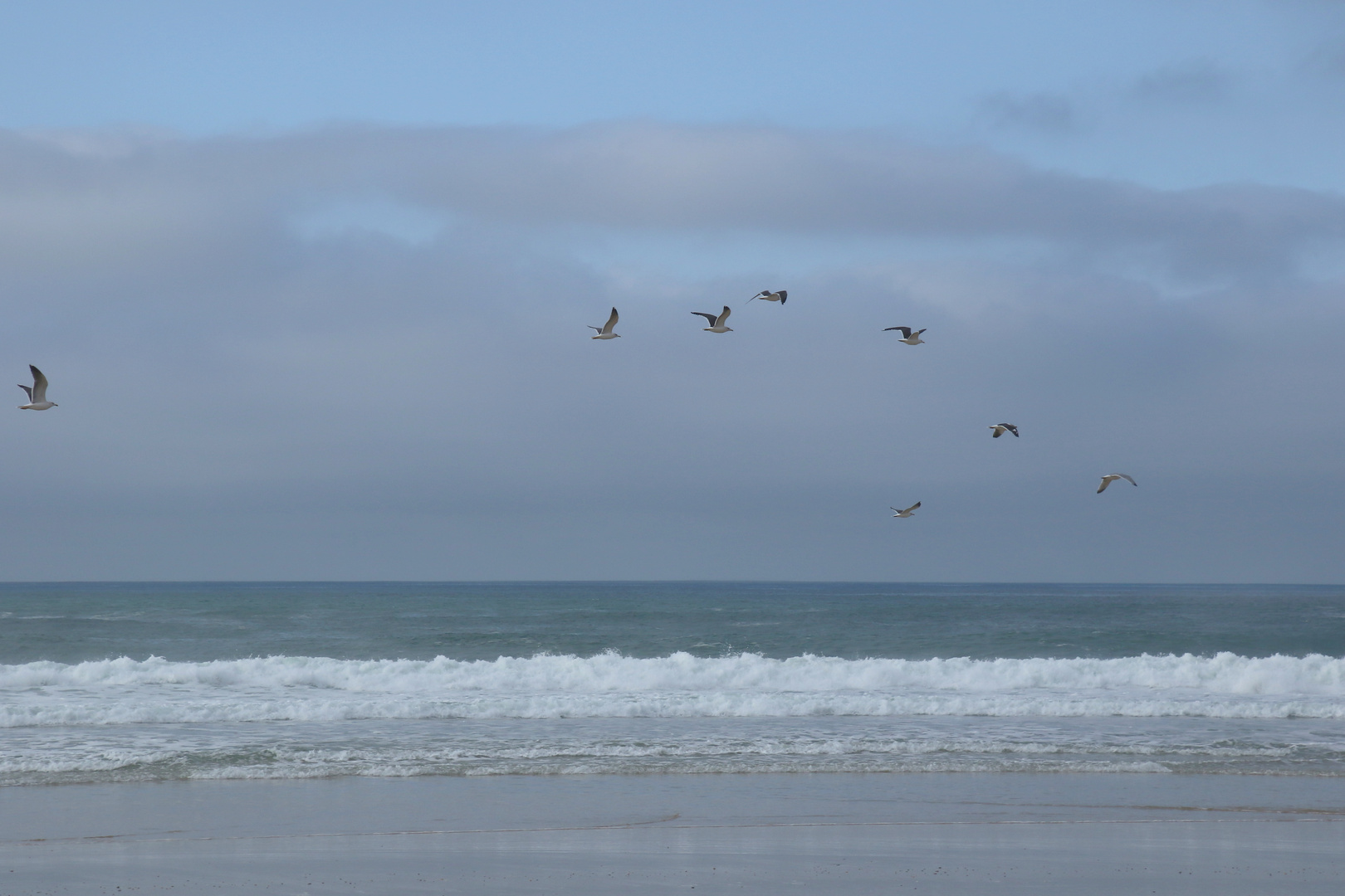 les mouettes passent !