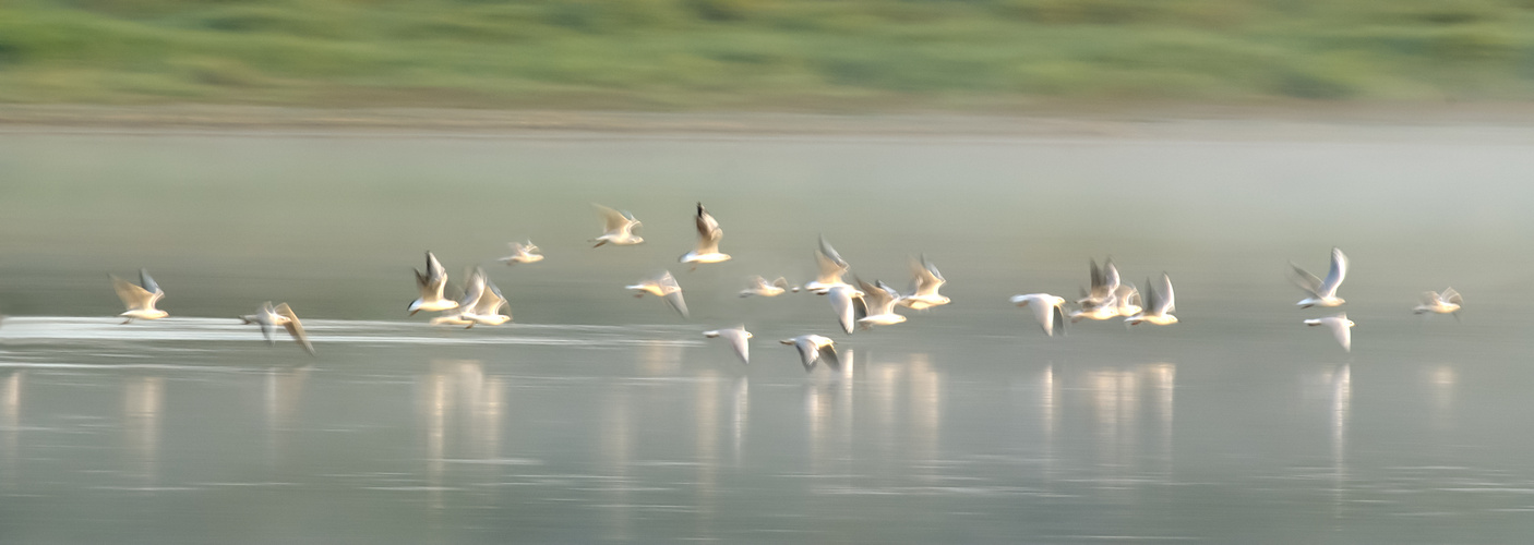 Les mouettes rieuses