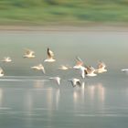 Les mouettes rieuses