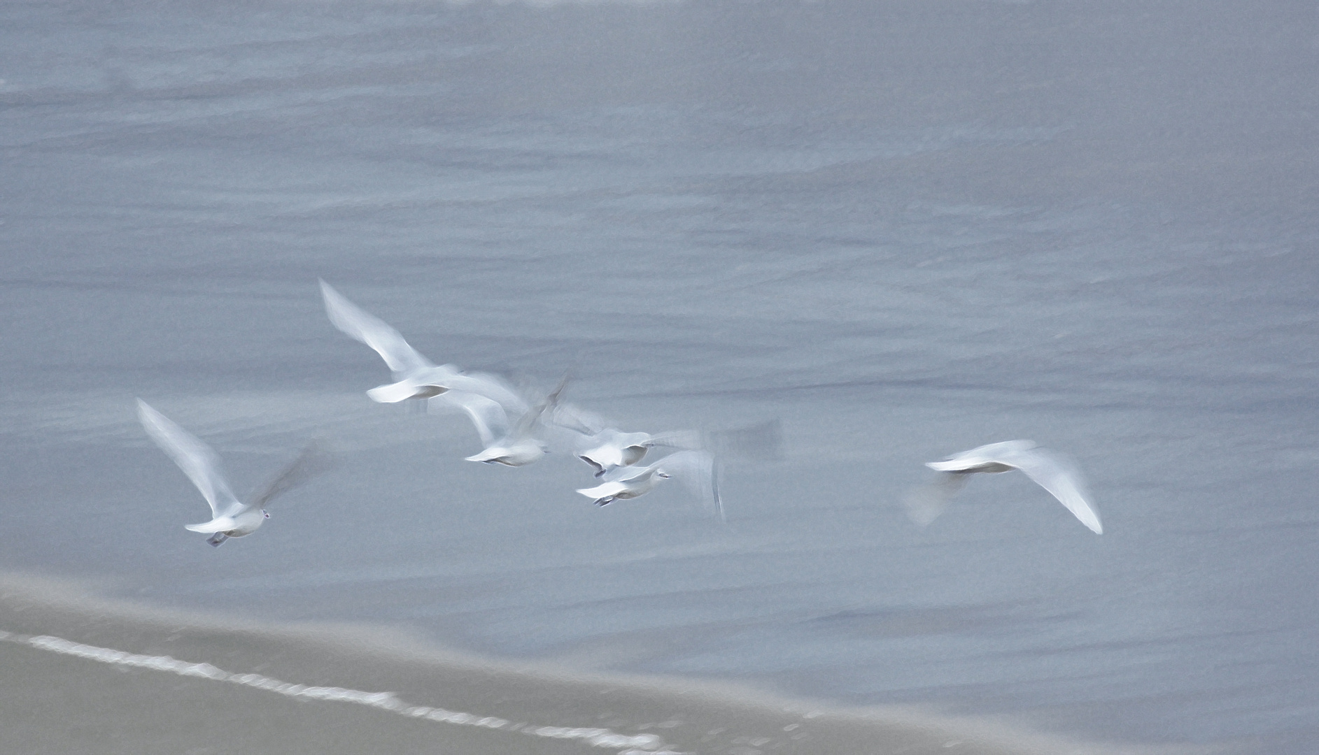 Les mouettes rieuses?