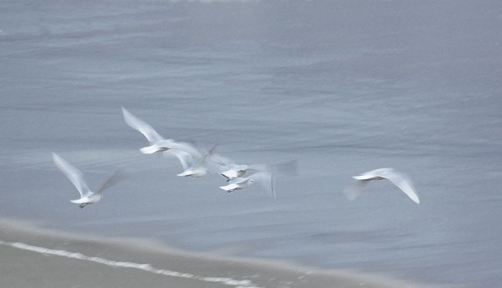 Les mouettes rieuses? de Lanniaux Michel