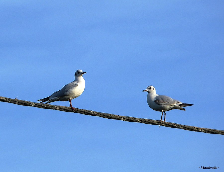 Les mouettes rieuses sur un fil