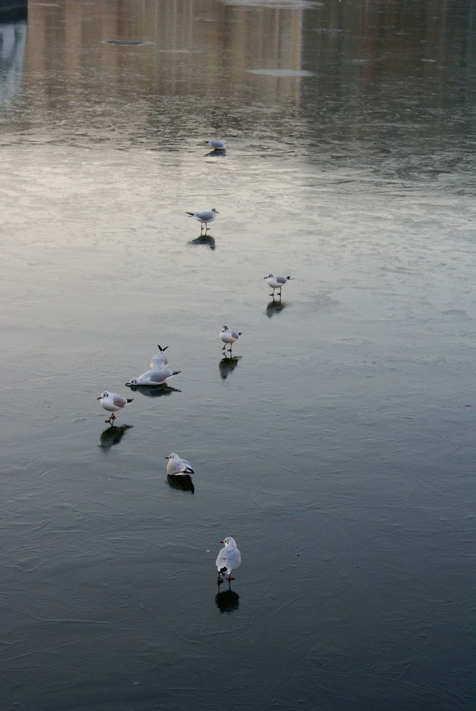 les mouettes sur le bassin gelé