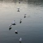 les mouettes sur le bassin gelé