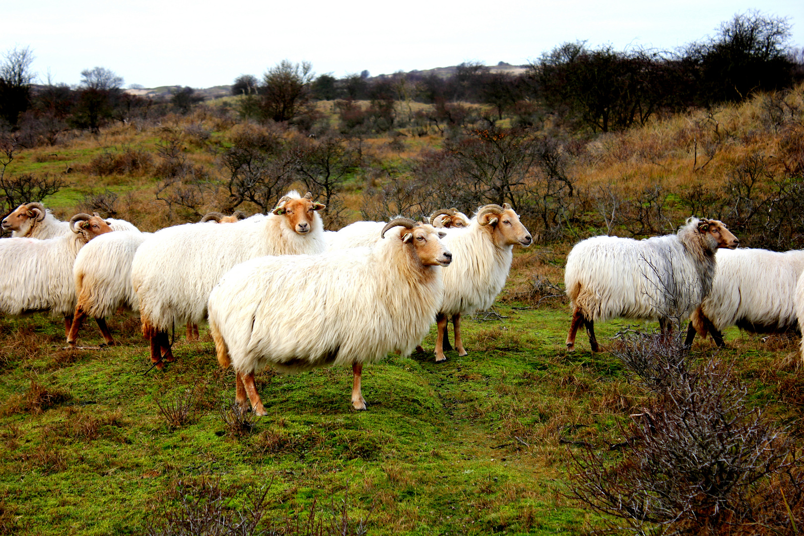 Les mouflons.