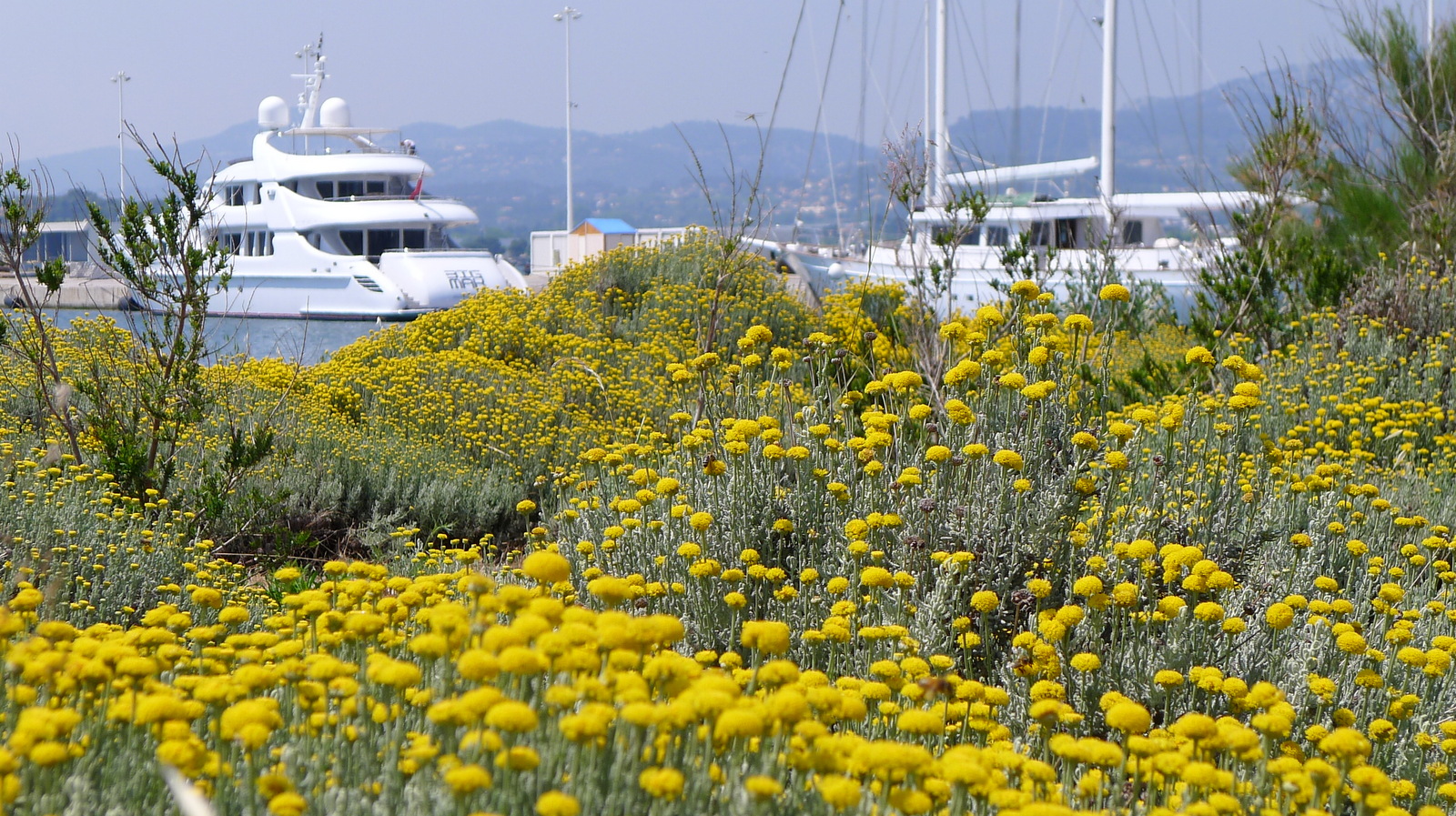 Les Mouissèques la Seyne sur mer