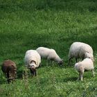 Les moutons 