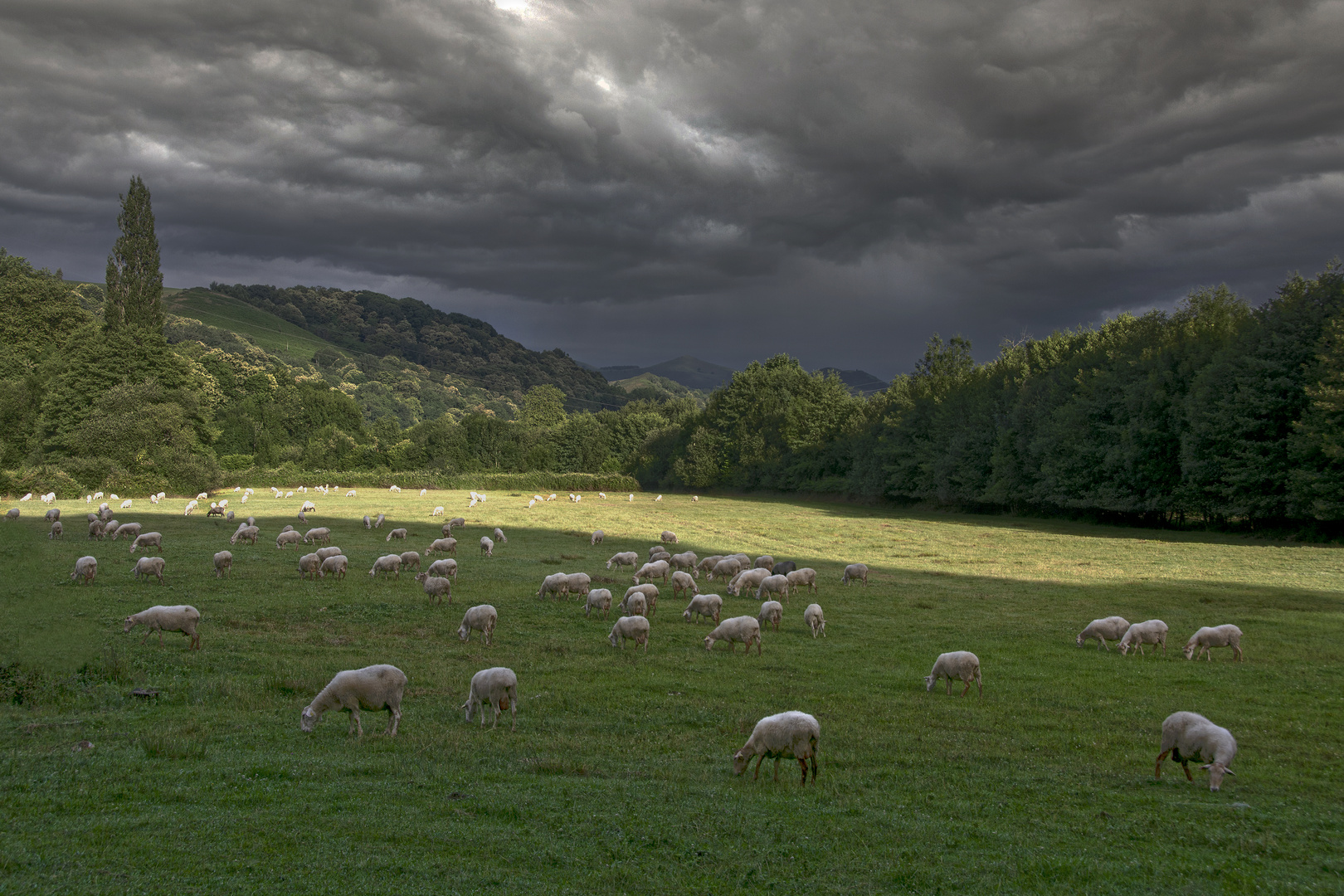 Les moutons