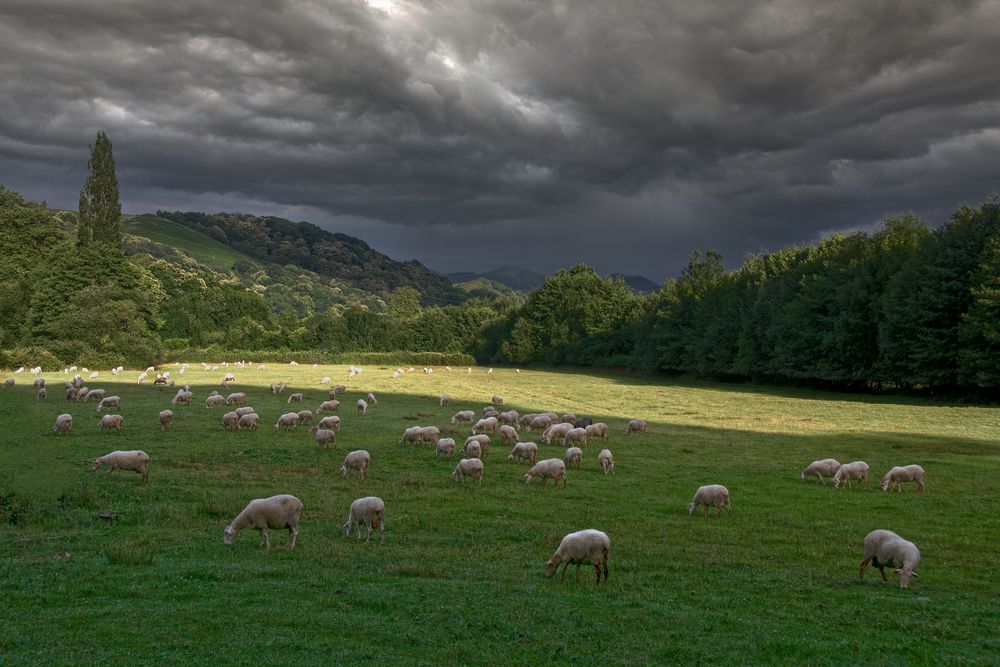 Les moutons