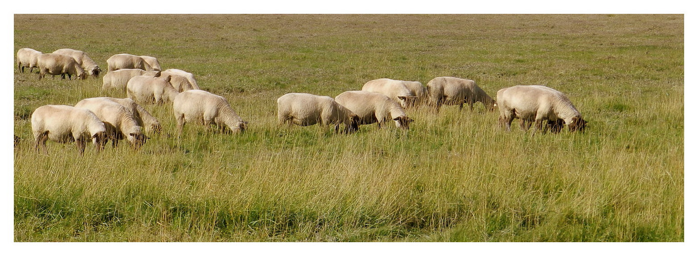 les moutons