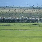 Les Moutons au Prés salés.......