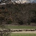Les moutons aux champs