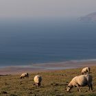 LES MOUTONS DE LA HAGUE