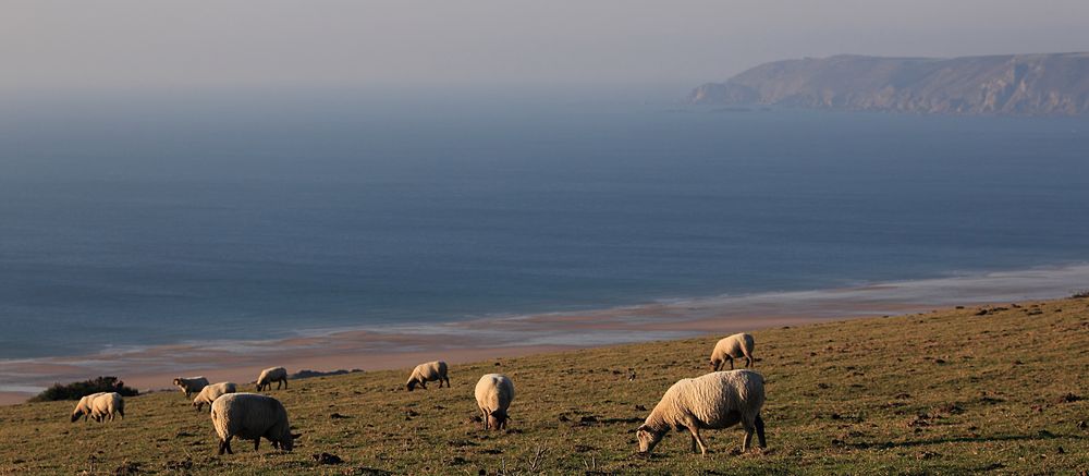 LES MOUTONS DE LA HAGUE