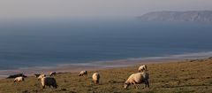 LES MOUTONS DE LA HAGUE