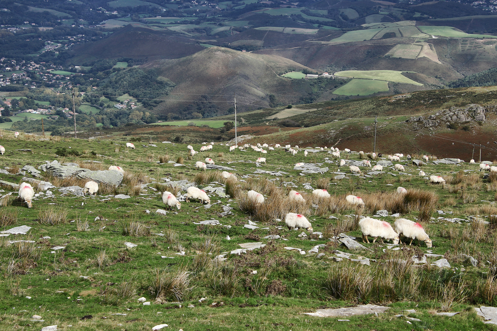 les moutons de la Rhune !