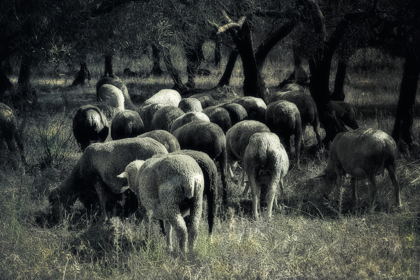 Les moutons du père Hubert