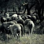 Les moutons du père Hubert