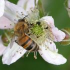 "Les mûres pour les hommes, les fleurs pour les abeilles"