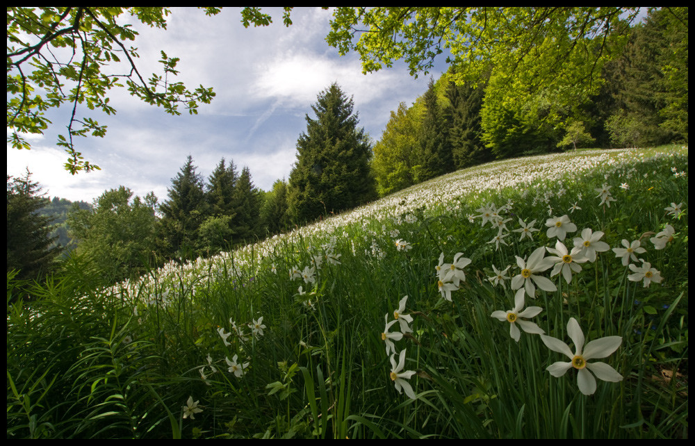 les narcisses sauvages II